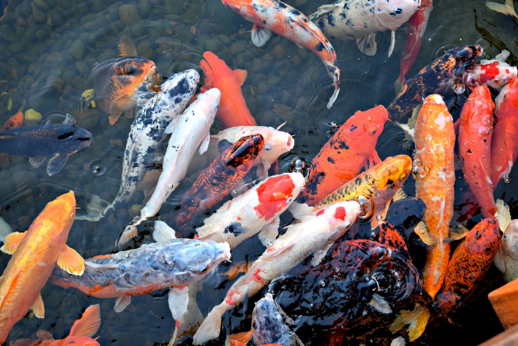 Koi  Bonsai Zentrum Heidelberg