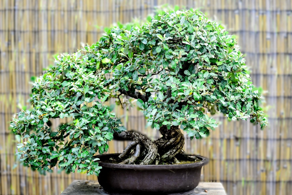 Bonsai Bonsai Zentrum Heidelberg